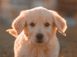 Registro institucional de bancada eletrônica