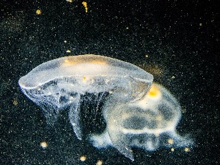 Registro institucional de produto em operação